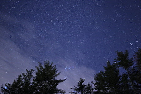 pine trees under purple sky thumbnail