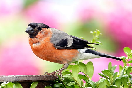 focus photography of Eurasian bullfinch thumbnail