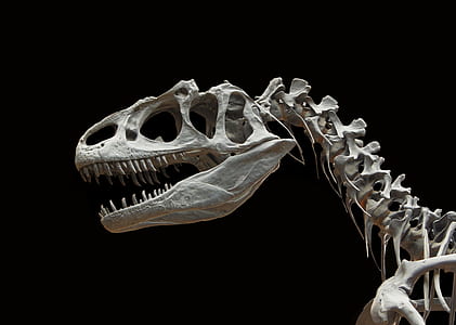 T-rex skeleton thumbnail