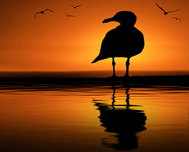 silhouette of bird reflecting on body of water thumbnail