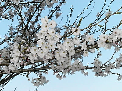 white flowers on tree thumbnail