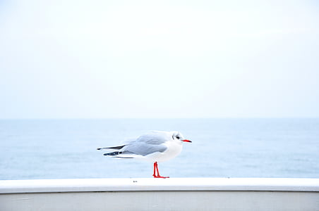 gray and white bird thumbnail
