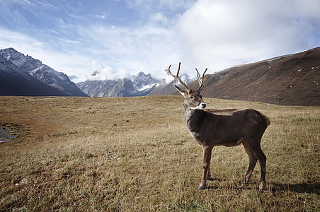 brown and gray deer at green grass field during daytime thumbnail