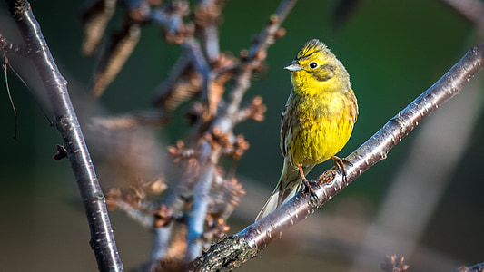 yellow bird perching on tree branch thumbnail