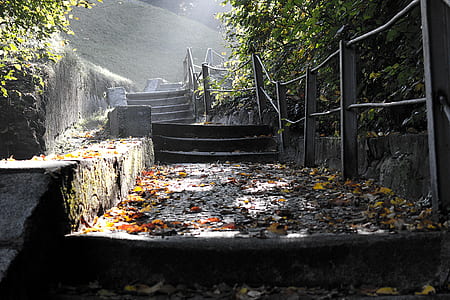 trail surrounded by withered leaves thumbnail