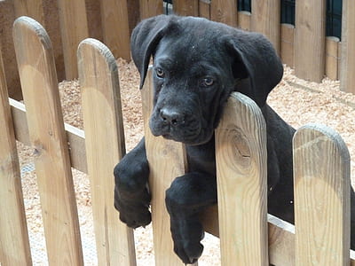 black Labrador retriever puppy leaning on wooden pen thumbnail