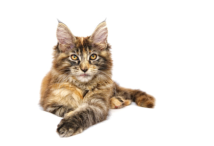 brown lynx cat thumbnail