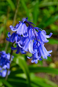 blue hyacinths selective-focus photography thumbnail