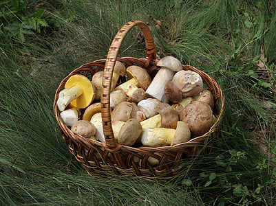 mushrooms in basket on grasses thumbnail