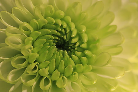shallow focus lens photography of flower thumbnail