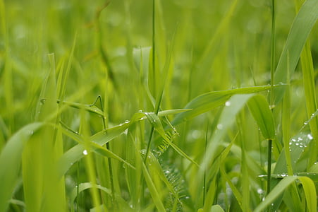 water dew on green grass thumbnail