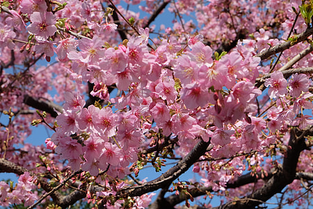 close up photography of pink leafed tree thumbnail