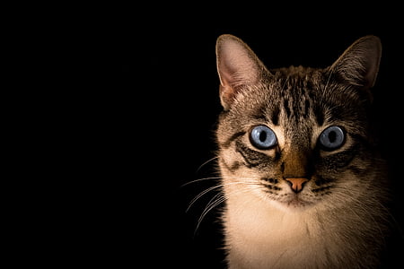 white and gray tabby cat on black background thumbnail