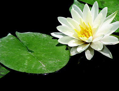 white petaled flower thumbnail