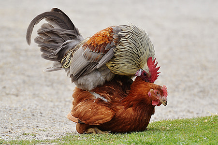 red rooster and brown hen thumbnail