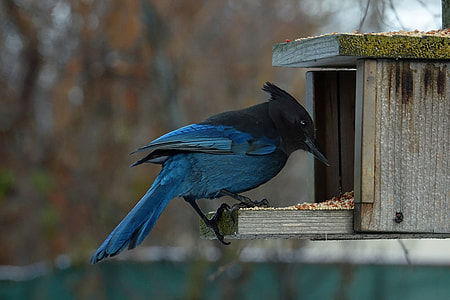 blue and black headed jay on bird house thumbnail