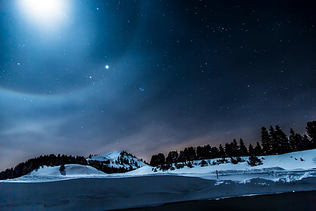 trees covered with snow at nighttime thumbnail
