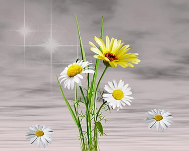 yellow and white daisy flowers thumbnail