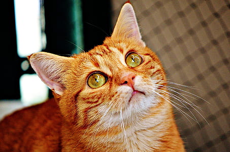 selective focus photography of orange tabby cat thumbnail