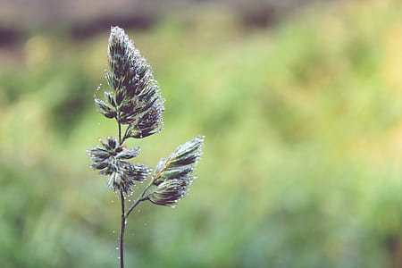 green plant thumbnail