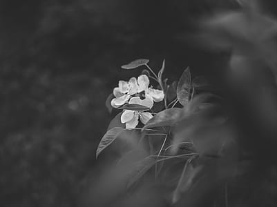 Grayscale Photography of Flowers thumbnail