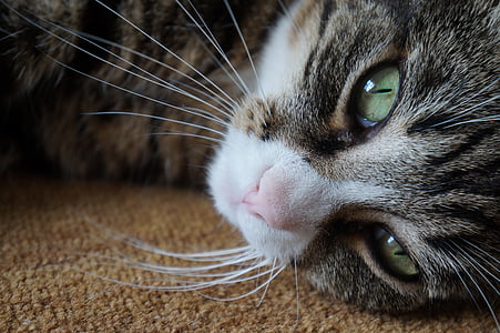 white and gray Tabby cat lying on brown textile thumbnail