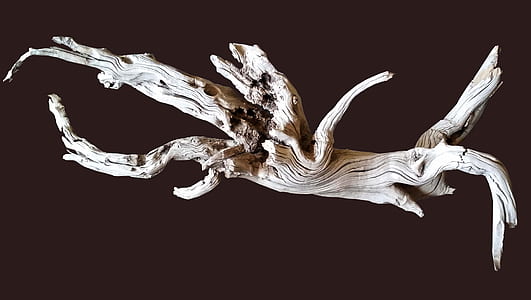 gray driftwood in a dark area thumbnail