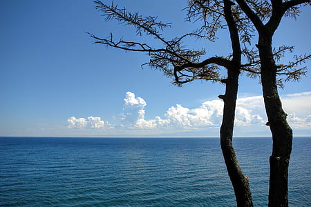 tree in front of sea during daytime thumbnail