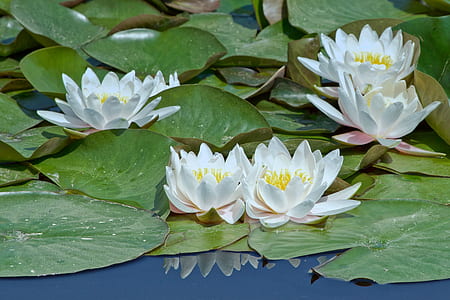 water lilies thumbnail