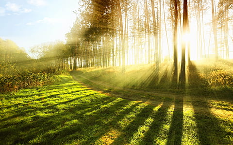 silhouette of trees during sunrise thumbnail