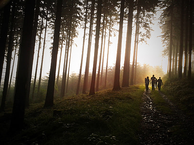 people walking near trees during sunset thumbnail