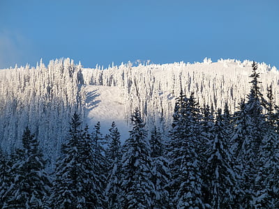 high-angle photo of pine trees covered with snow thumbnail