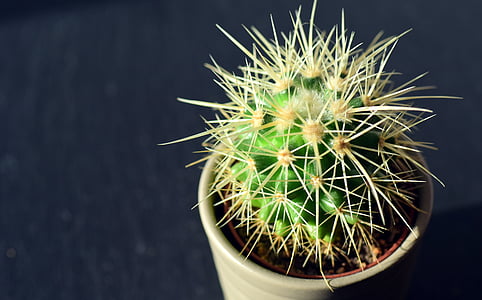 green cactus thumbnail