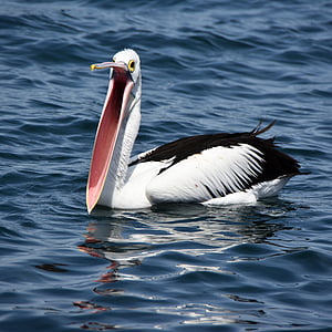 white and black bird on body of water during daytime thumbnail