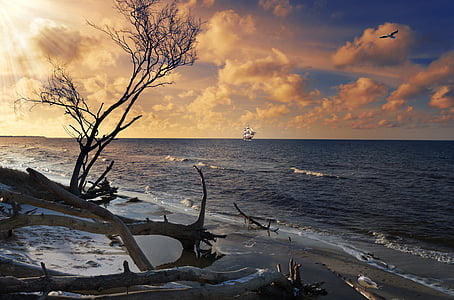 beach during sunset thumbnail