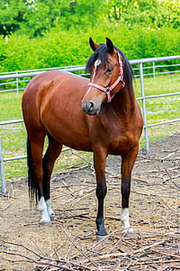 brown horse standing near gray metal fence thumbnail