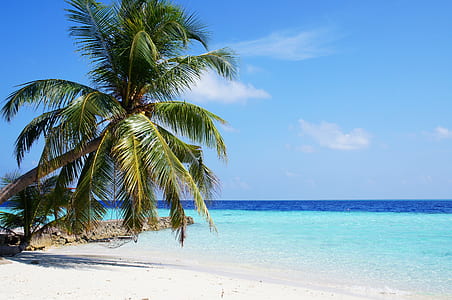 coconut palm tree near seashore thumbnail