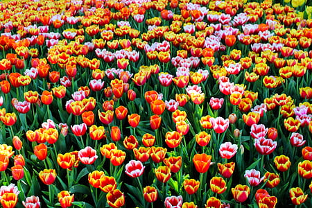 Close-up of Tulips thumbnail