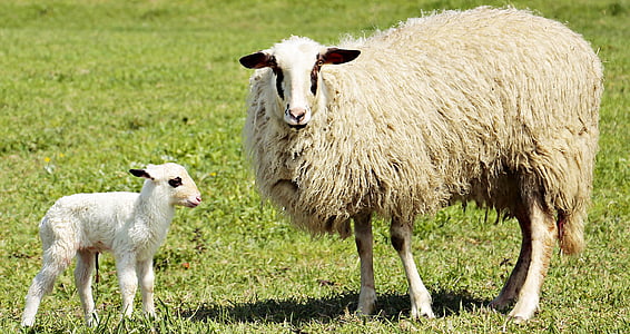white and beige lambs and kid on top of grass field thumbnail