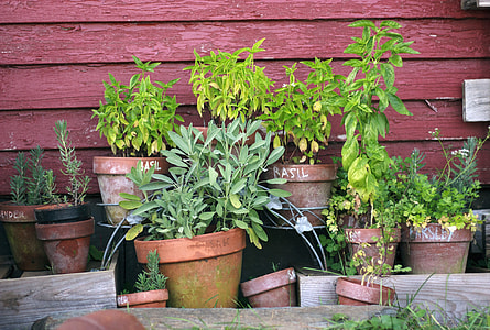 green leafed plants near red wall thumbnail