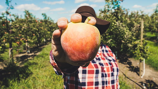person holding apple thumbnail