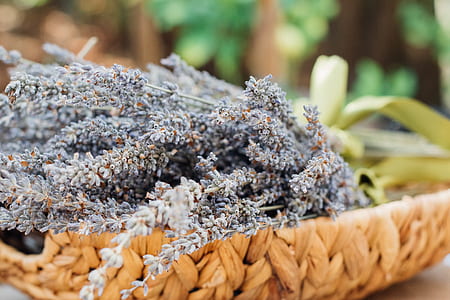 close-up photography of gray plant thumbnail
