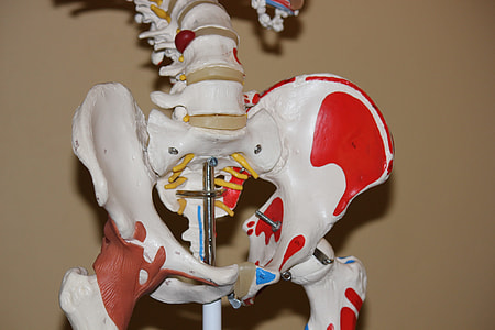 person holding pelvic bone thumbnail