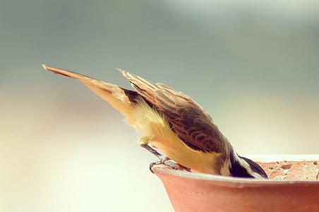 closeup photography of brown bird perched on brown birdbath thumbnail