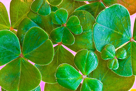 green clover leaves thumbnail