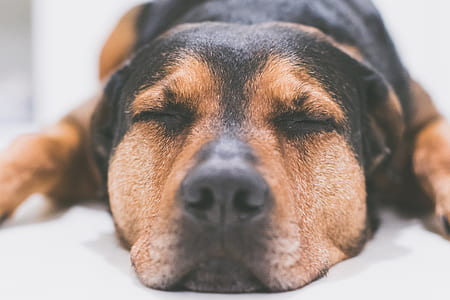 medium short-coated black and tan dog on focus photo thumbnail
