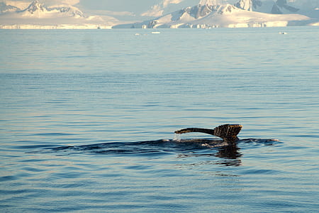 photography of whale fin on body of water thumbnail