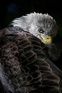 close up photo of bald eagle thumbnail