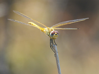 Dragonfly, Yellow Dragonfly thumbnail