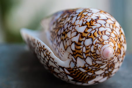 close-up photography white and brown seashell thumbnail